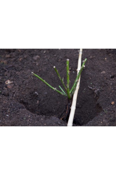 Посадка саджанця троянди Кейра у відкритий грунт